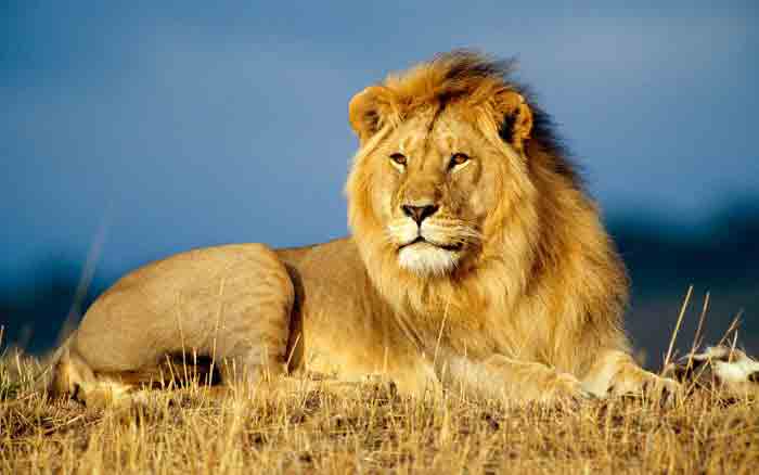 Cung hoàng đạo – Bí mật của cung sư tử