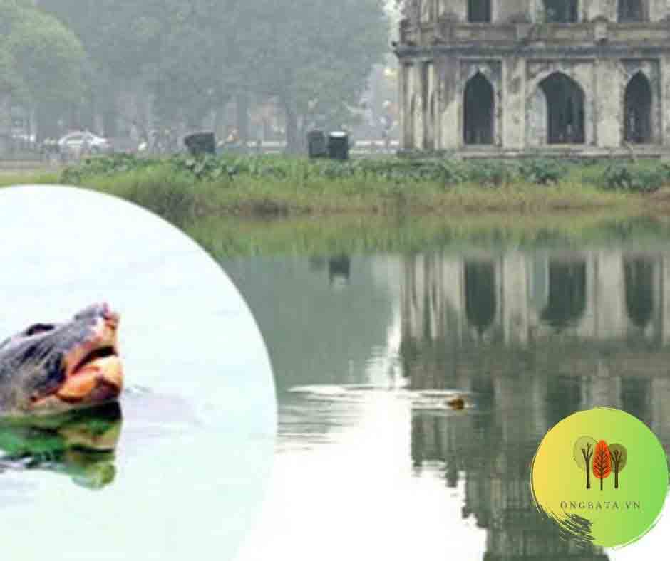 Cụ rùa Hồ Gươm –  hoài niệm về một Hà Nội giàu truyền thống lịch sử